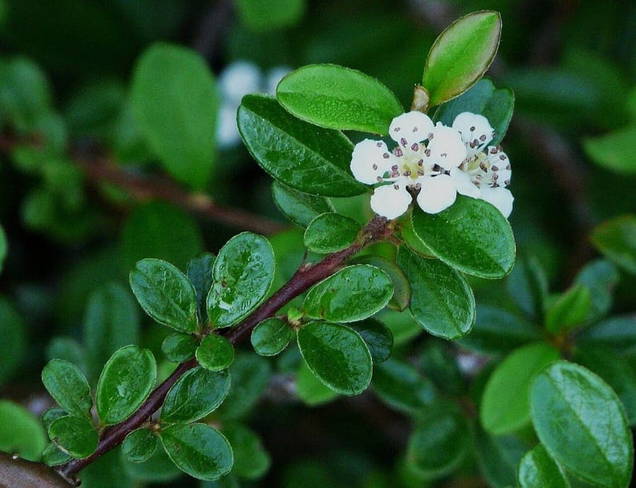 Bearberry cotoneaster spreading shrub with glossy green leaves and red berries in garden setting