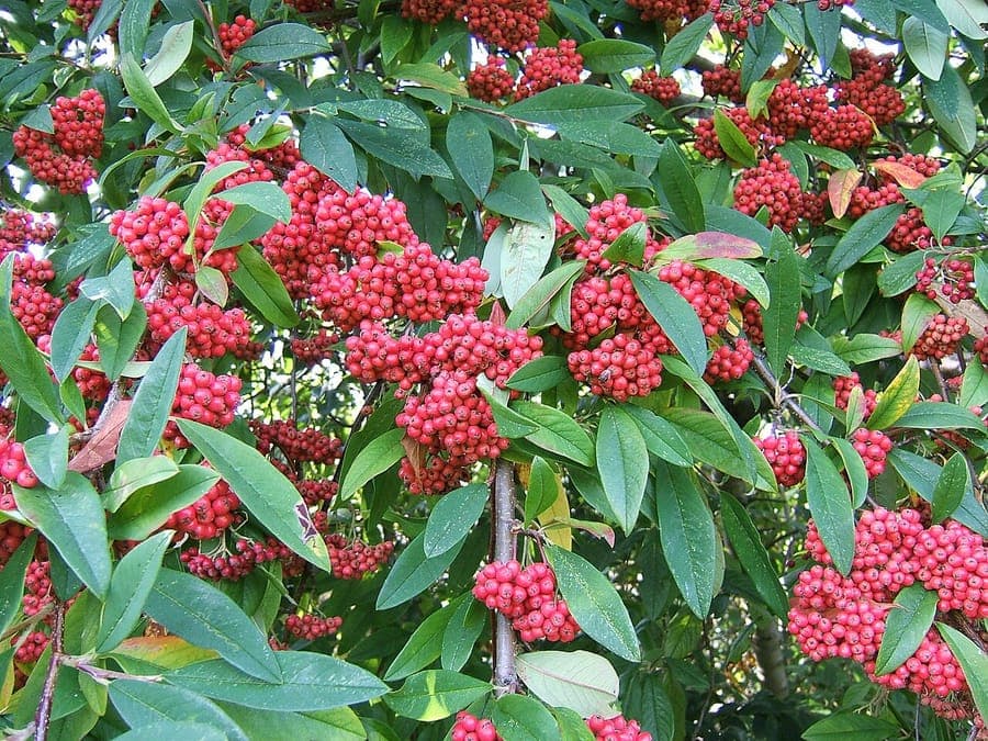 Tree cotoneaster with red berries and foliage