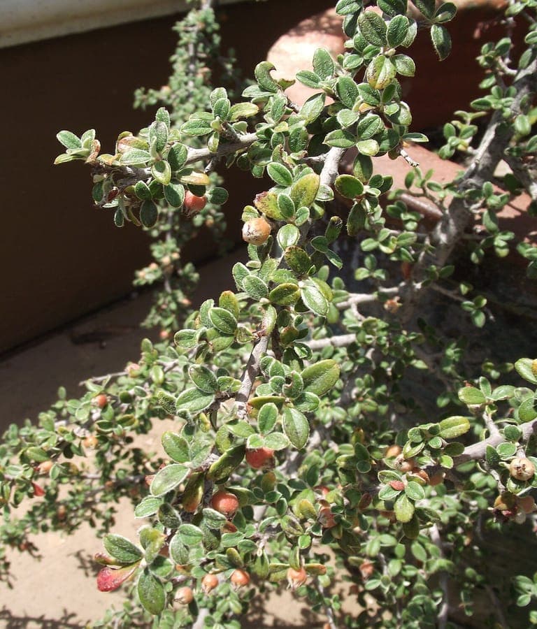 Glaucous cotoneaster with characteristic gray foliage and red berries