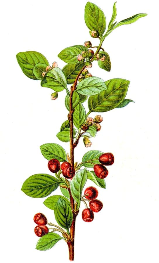 Gewöhnliche Zwergmispel mit glänzenden Blättern und orangenen Beeren im Herbst