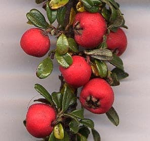 Ganzrandige Zwergmispel mit roten Beeren und grünem Blattwerk