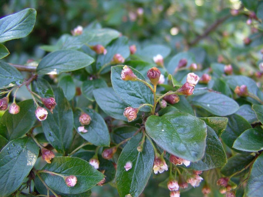 Cotonéaster lucidus brillant avec des baies rouges en automne