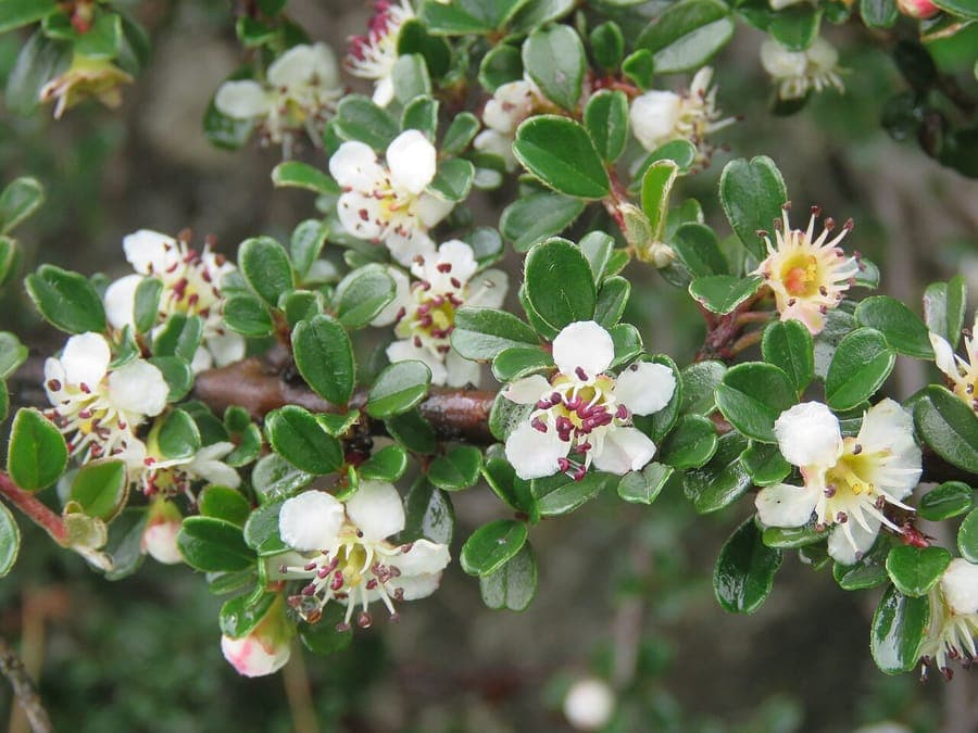 Small-leaf cotoneaster with glossy green leaves and red berries in a garden border.