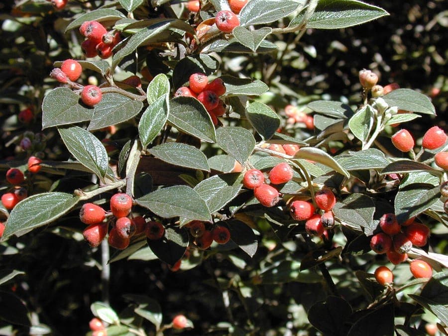 Cotoneaster pannosus mit glänzenden Blättern und orangefarbenen Beeren im Herbst