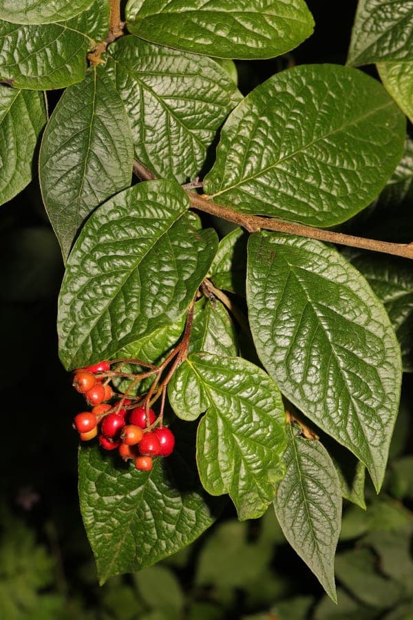 Bullate cotoneaster with wrinkled leaves and red berries
