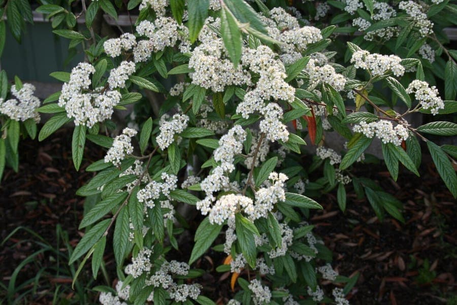 Willow-leaf cotoneaster in full bloom with orange berries and narrow leaves in a garden landscape