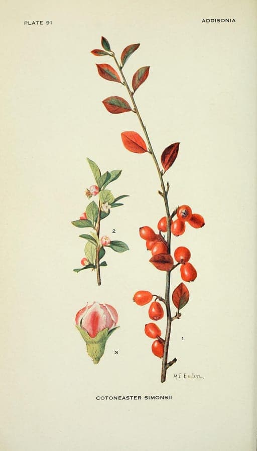 Simons' cotoneaster with red berries and fine foliage