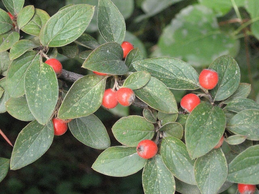Stern's cotoneaster shrub displaying red berries