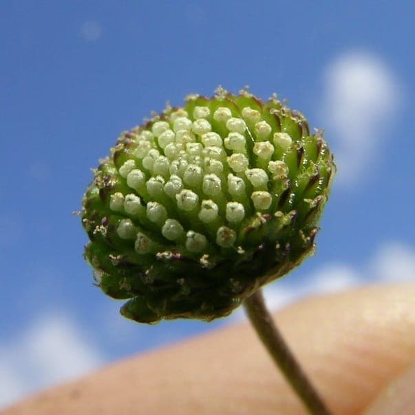 Südliche Laugenblume mit winzigen gelben Blüten und feinem Laub