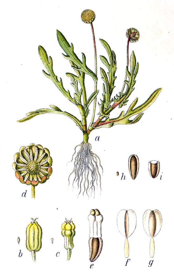 Krähenfuß-Laugenblume (Cotula coronopifolia) mit charakteristischen goldgelben Knopfblüten