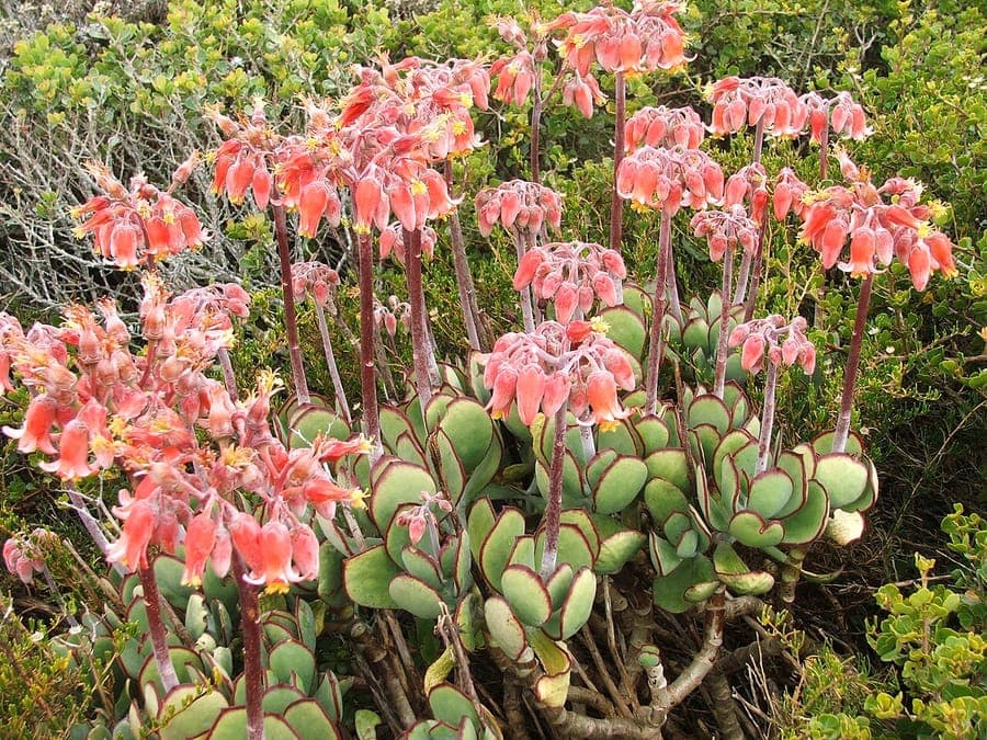 Cotyledon orbiculata met karakteristieke ronde bladeren