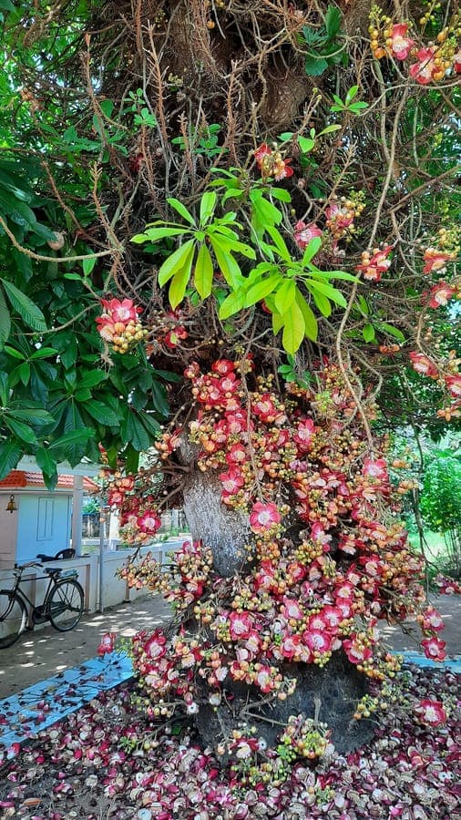 Distinctive spherical cannonball-shaped fruits of Couroupita guianensis