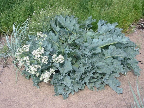 Sea-kale (Crambe maritima) in full bloom on a sunny, salty coastal strip