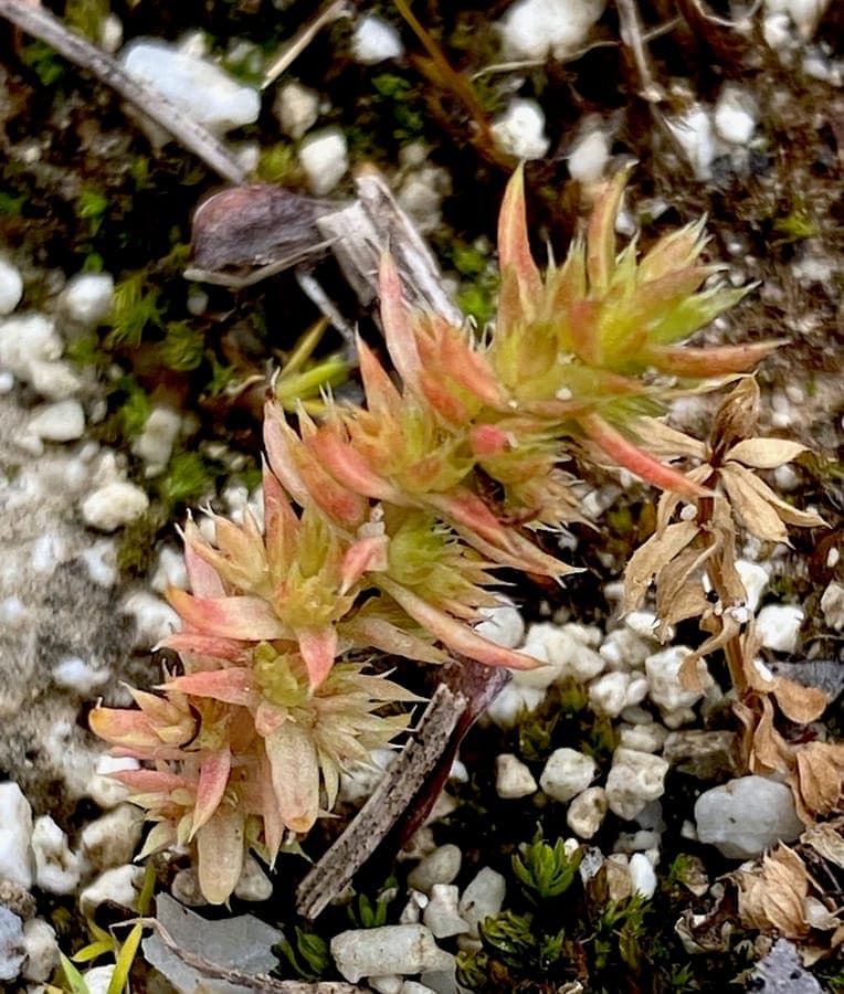 Crassula alata plant with thick fleshy leaves