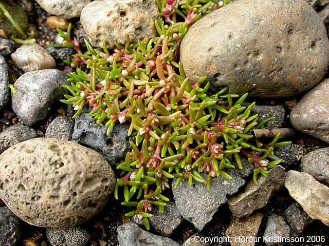 Crassula aquatica growing in shallow, still water with bright green succulent stems and tiny white flowers