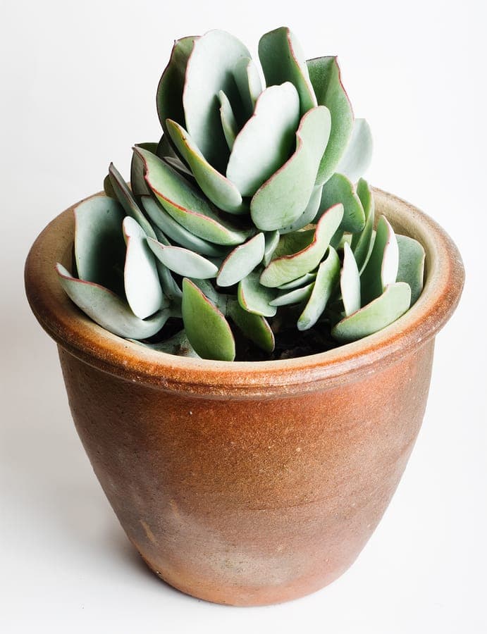 Crassula arborescens mit graugrünem Laub und rosa Blüten