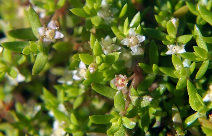 Takken van Watercrassula in rustiek waterbassin tussen andere waterplanten