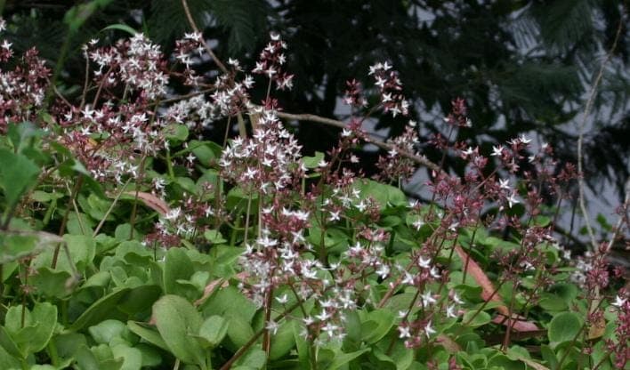 Crassula multicava growth habit