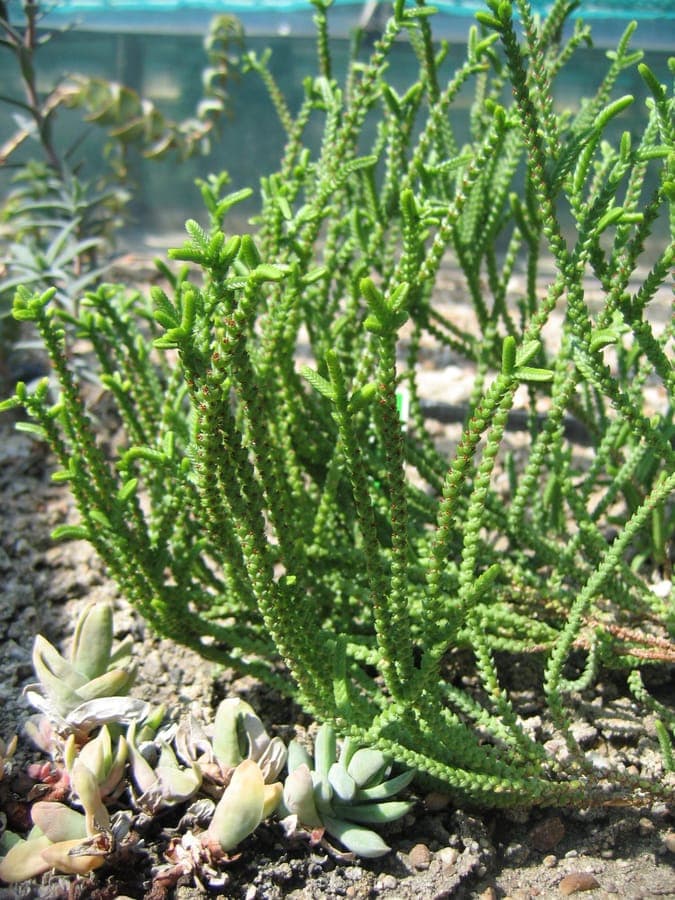 Crassula muscosa auf sonnigem Fensterbrett, mit dichtem, zypressenartigem Laub in borstenartiger Anordnung