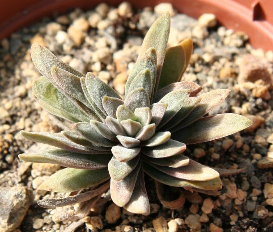 Crassula nudicaulis showing distinctive red foliage