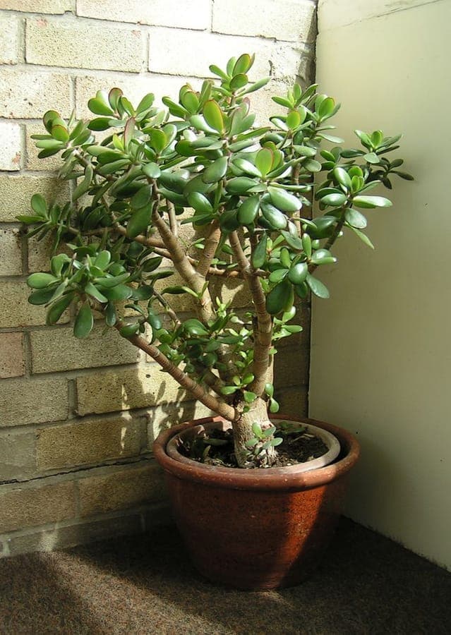 Plante jade (Crassula ovata) dans un pot en terre cuite sur un rebord de fenêtre ensoleillé