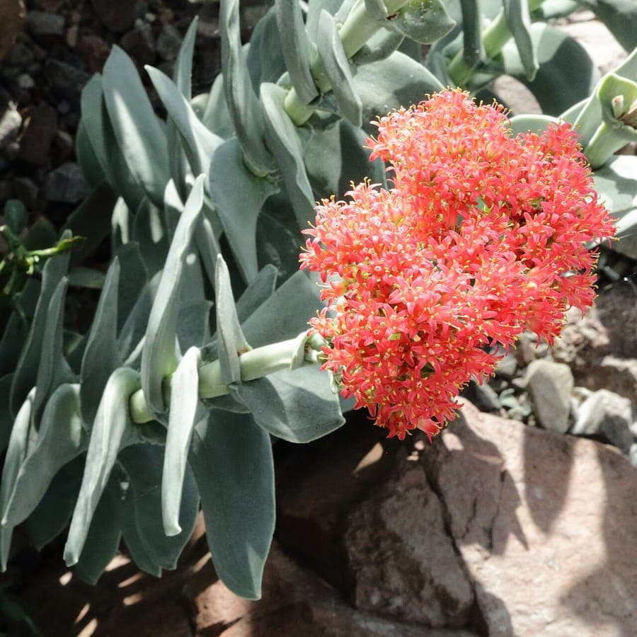 Crassula perfoliata avec feuillage rouge et forme sculptural