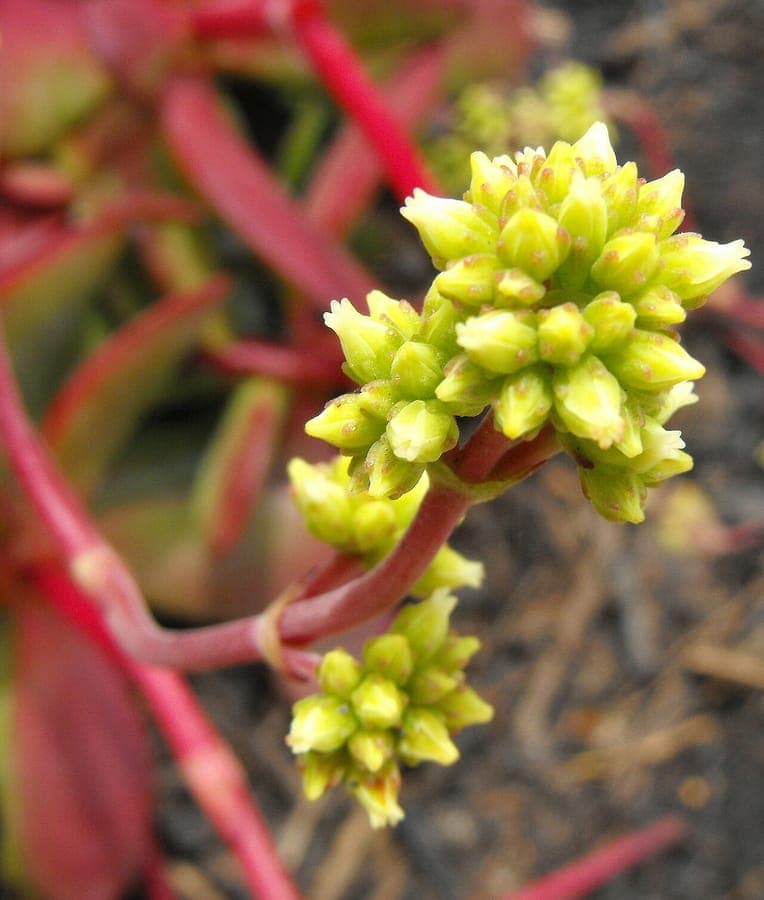 Crassula pubescens with hairy foliage and delicate pink blooms