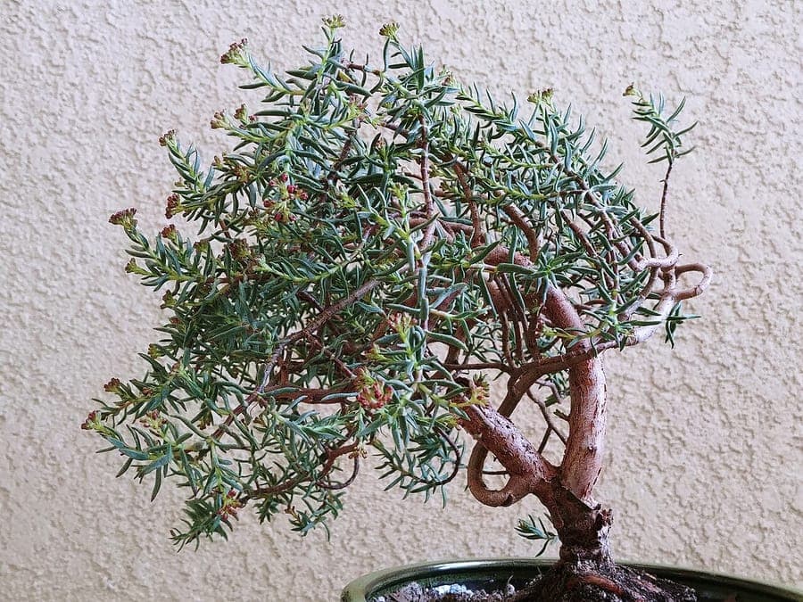 Bonsai Crassula met kleine rode bloemen