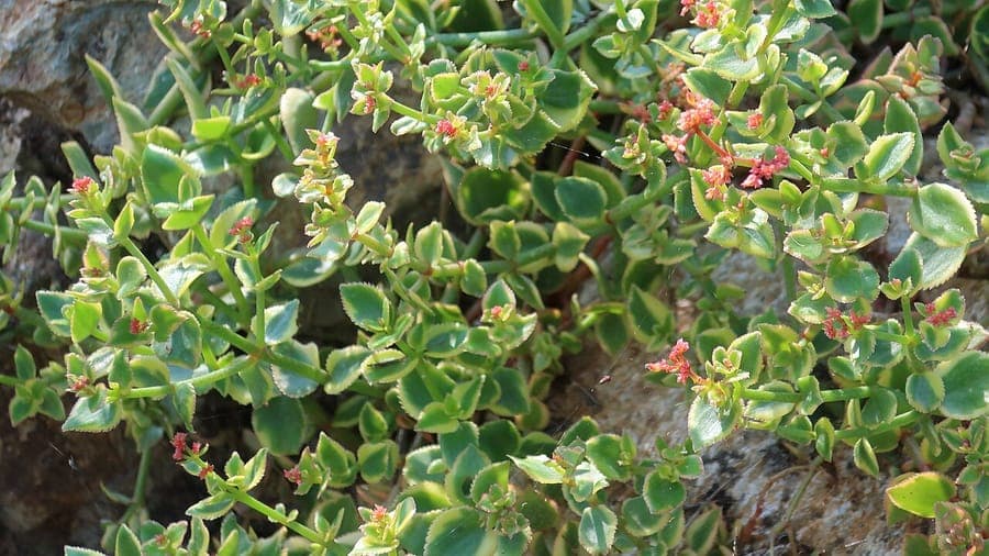 Jade-boom met karakteristische kruipende stengels en groen blad
