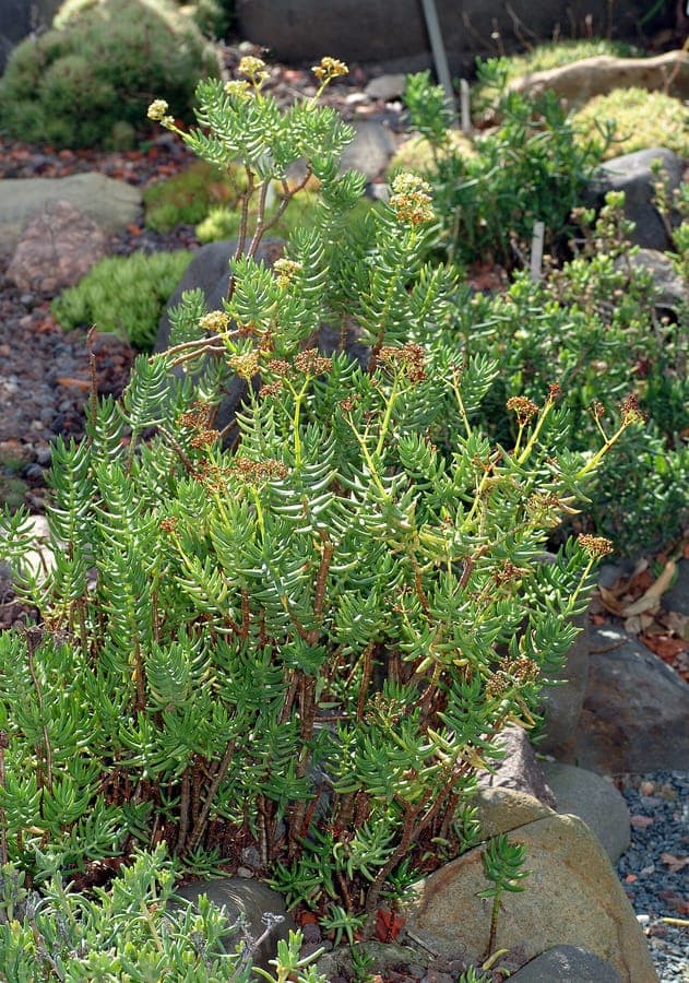 Crassula tetragona verte succulente avec petites fleurs