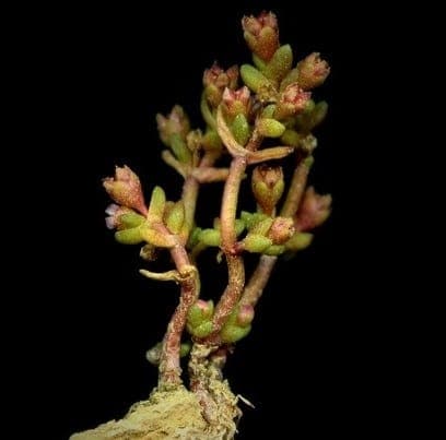 Crassula vaillantii with pink flowers and green foliage