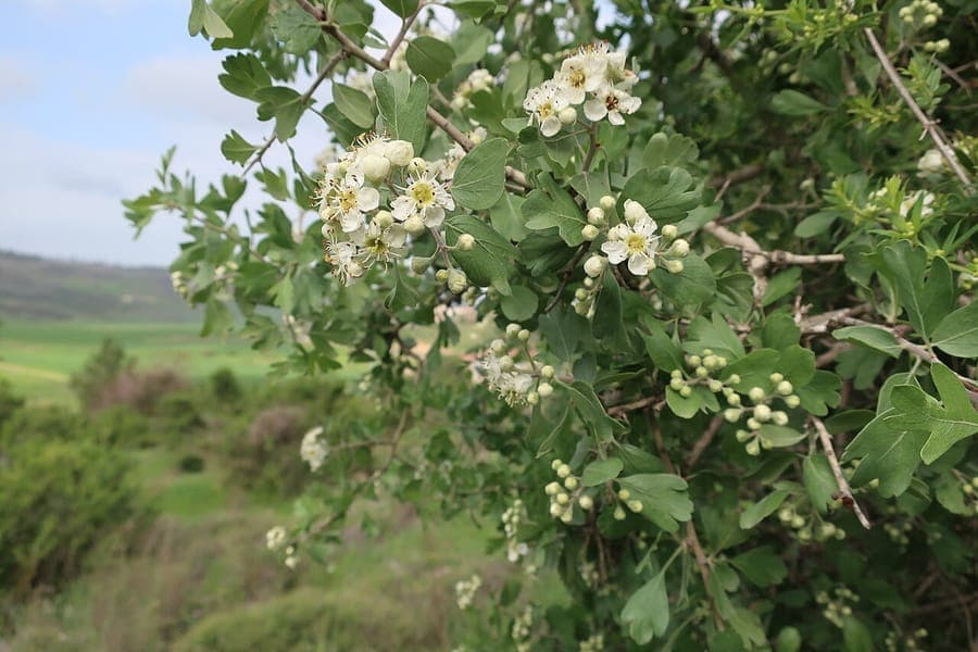 Azaroldorn in voller Blüte mit weißen Blüten und glänzenden grünen Blättern
