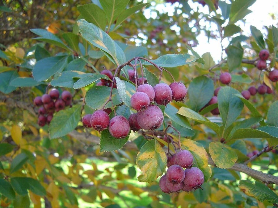 Cockspurthorn in autumn with red berries and long thorns