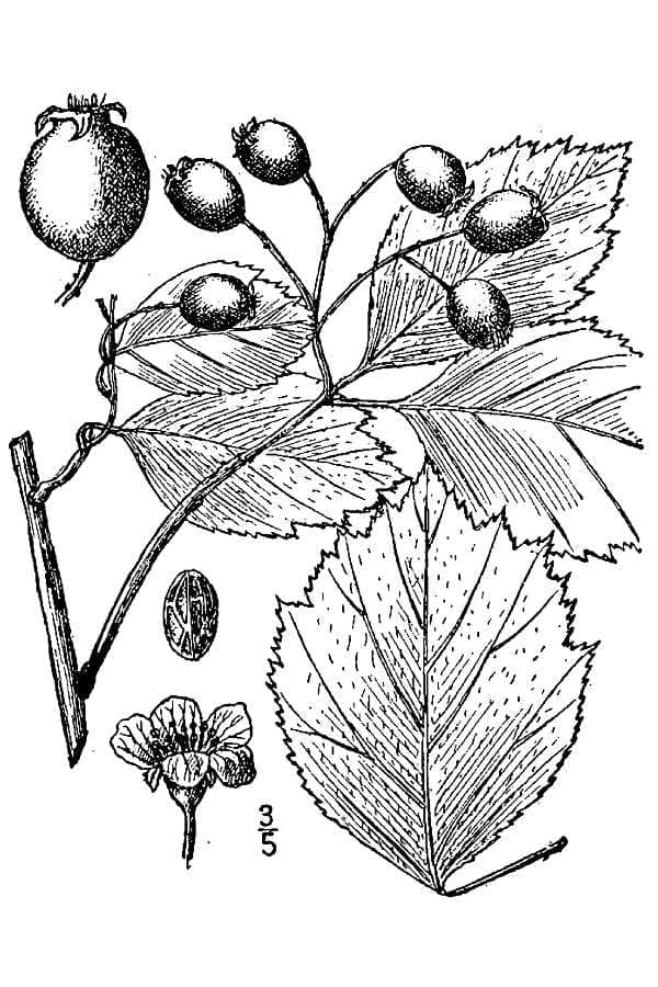 Weiß blühende Äste von Crataegus douglasii