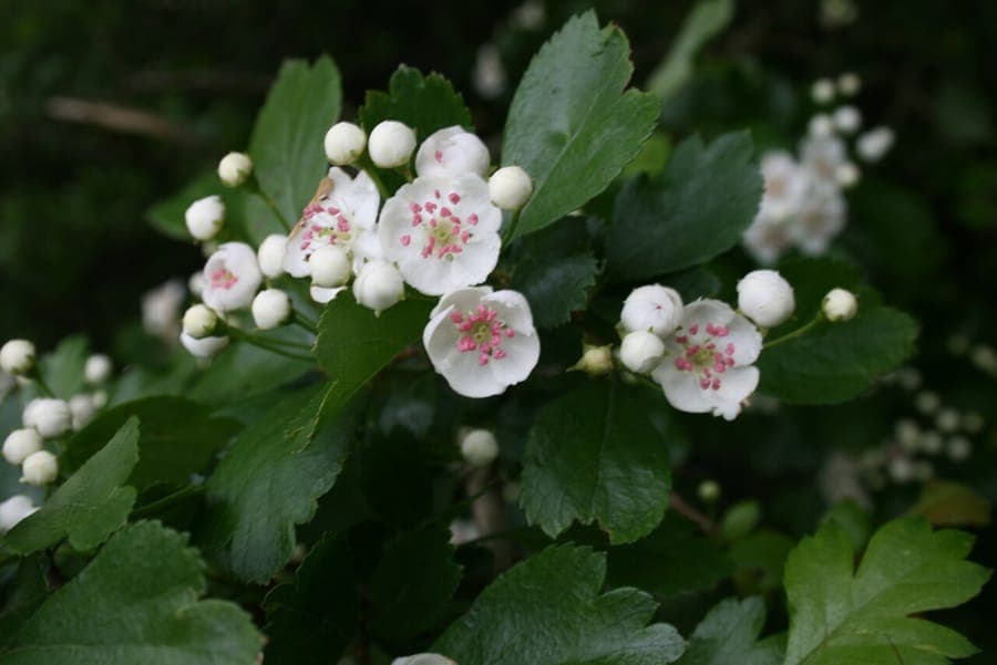 Midland hawthorn in full bloom with pink-white flowers in spring sunlight