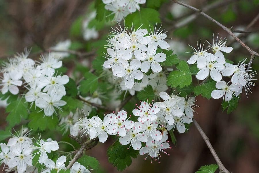 Crataegus marshallii, parsley hawthorn, with red fruits and deeply lobed parsley-like leaves