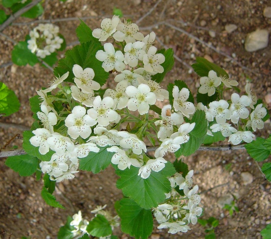 Samthawthorn mit rosa Bluten und leuchtend roten Beeren