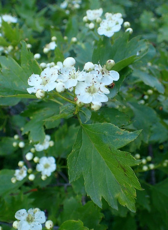 Crataegus nigra showing dark fruits and white flowers