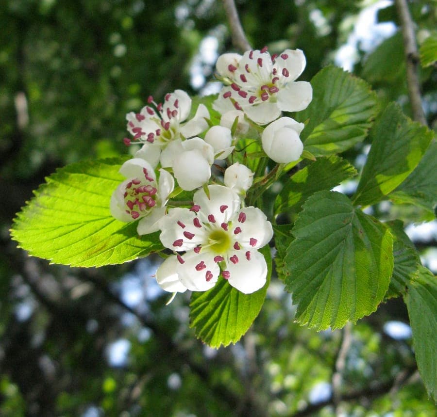 Dotted hawthorn (Crataegus punctata) with red fruits