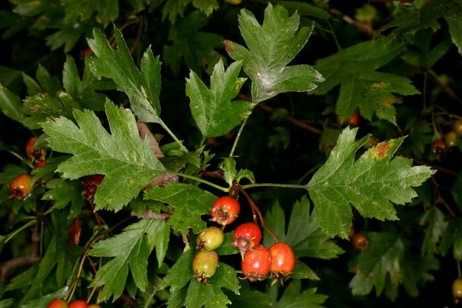 Großkelchiger Weißdorn mit weißen Blütenständen und dunkelroten Früchten im Herbst