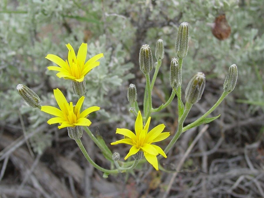 Crepis acuminata tapertip hawksbeard with yellow ray flowers on dry rocky ground