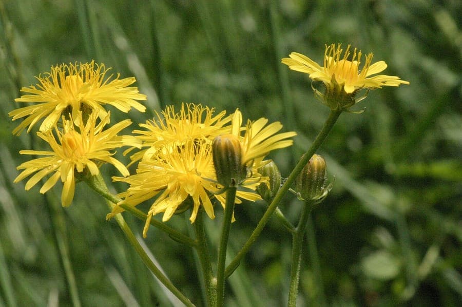 Zweijähriger Pippau in voller Blüte auf einer sonnigen Wiese, umgeben von Gräsern und Wildkräutern
