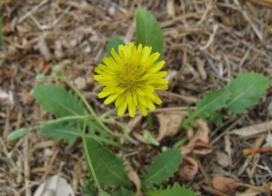 Fleurs jaunes du Crepis bursifolia avec feuillage vert
