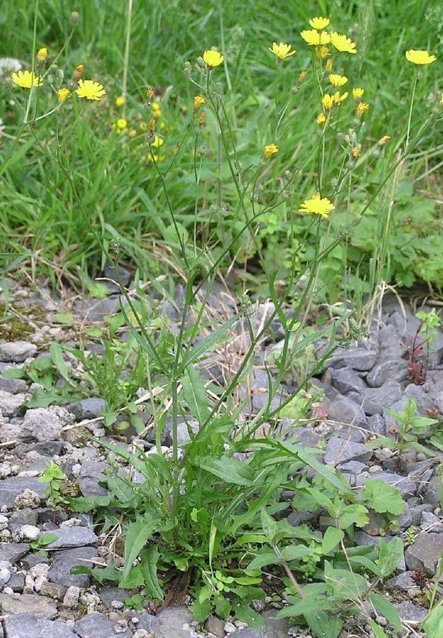 Green crepis (Crepis capillaris) in full bloom on a dry sunny slope, with delicate yellow flowers above fine foliage