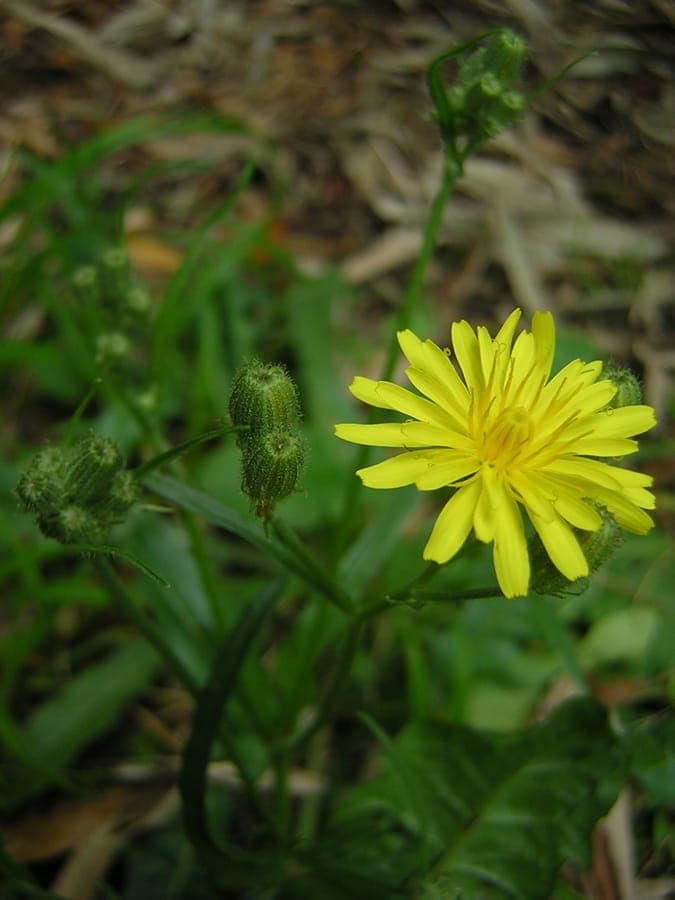 Foetid Hawk's-beard (Crepis foetida) displaying yellow flowers clustered in terminal umbels