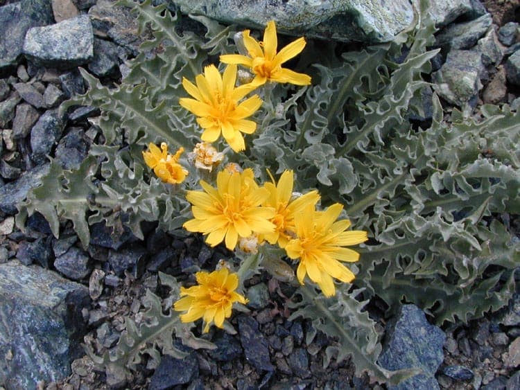 Crepis occidentalis met gele bloemhoofdjes in een open, rotsachtig landschap