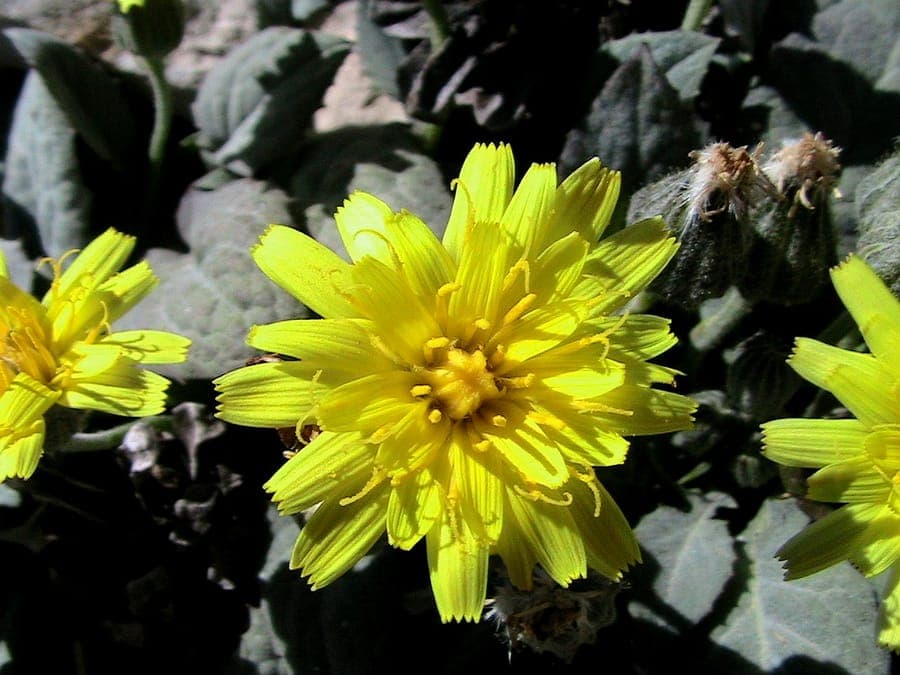 Pygmy hawksbeard with yellow flowers