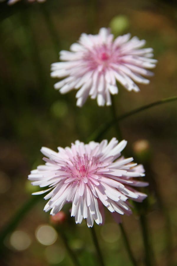 Crepis rubra aux fleurs rose-rouge caracteristiques
