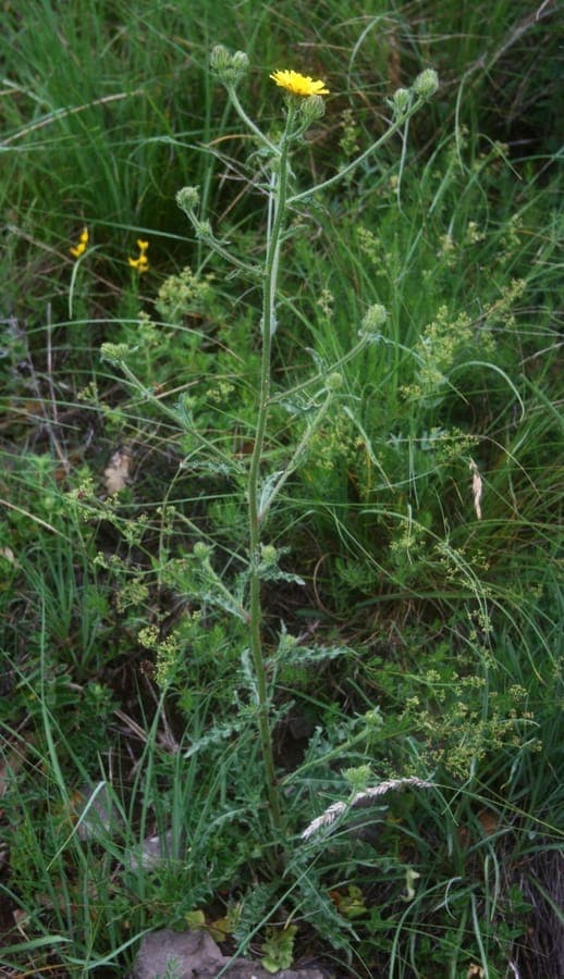 Borstiger Pippau in voller Blüte auf einer trockenen Böschung, mit fein gezähnten Blättern und hellgelben Blüten
