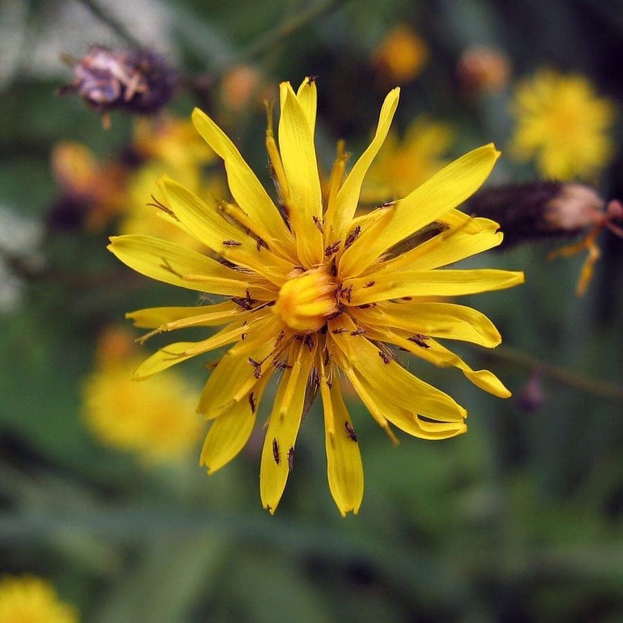 Crépide des toits en fleur sur un mur sec et ensoleillé